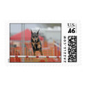Doberman Jumping Stamp