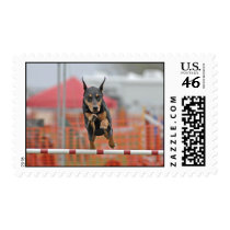 Doberman Jumping Stamp