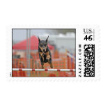 Doberman Jumping Stamp