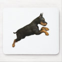 doberman puppy
