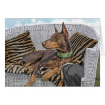 Doberman Lounging Cards