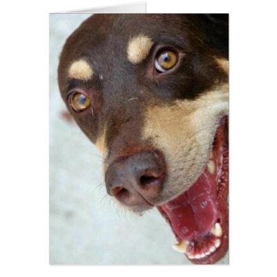 Doberman Mix Greeting Cards by wolfmountainstudio