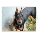 Doberman Pincher Greeting Card