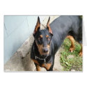 Doberman Pincher cards