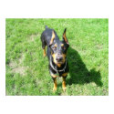 Doberman Pincher posters