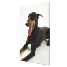 Doberman Pinscher 2 Canvas Print