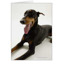 Doberman Pinscher 2 Cards
