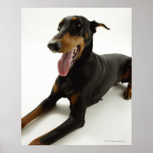 Doberman Pinscher 2 Posters