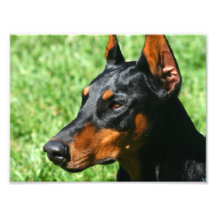 Doberman Pinscher Art Photo