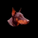 Doberman Pinscher Beware Funny T-Shirt by SmilinEyesTreasures Doberman Pinscher Beware Funny T-Shirt