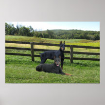 Doberman Pinscher Buddies Print