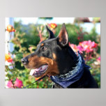 Doberman Pinscher Canvas Print