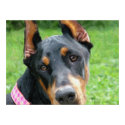Doberman Pinscher Digital Art posters by Quequay Doberman Pinscher Digital Art posters