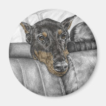 Doberman Pinscher Dog Riding in Car Magnets