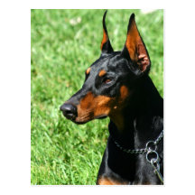 Doberman Pinscher postcard