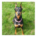 Doberman Pinscher posters by Quequay Doberman Pinscher posters