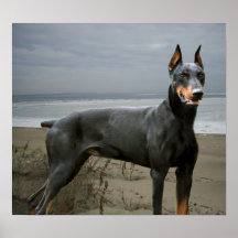 Doberman Pinscher Print