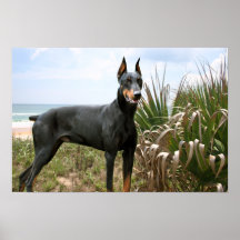 Doberman Pinscher Print