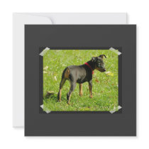 Doberman Pinscher Puppies Invitation