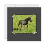 Doberman Pinscher Puppies Invitation