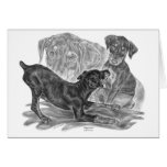 Doberman Pinscher Pups Drawing by Kelli Swan cards