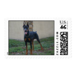 Doberman Pinscher Stamp stamps