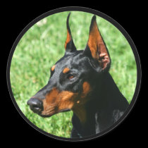 doberman pinscher stickers stickers