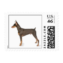 Doberman Postage
