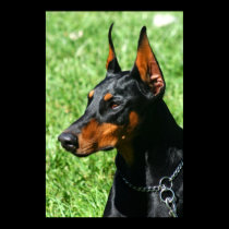 Doberman poster posters