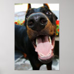 Doberman Poster