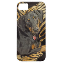 Doberman Pound Puppy iPhone 5 Covers