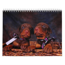 Doberman Puppy Calendar 2013 calendars