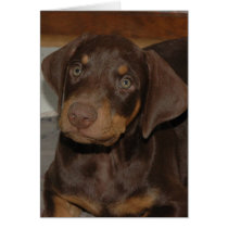 Doberman Puppy cards by wolfmountainstudio Doberman Puppy cards