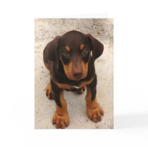 Doberman Puppy cards