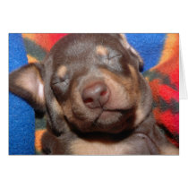 Doberman Puppy cards