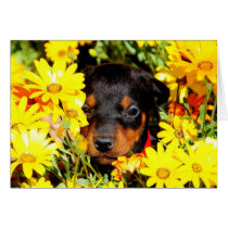 Doberman puppy greeting card cards