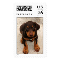 Doberman Puppy postage by wolfmountainstudio Doberman Puppy postage