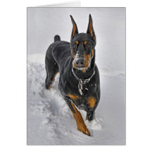 Doberman Rescue "Expert Snowball Catcher" Card
