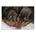 Doberman Sleeping cards