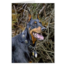 Doberman Smile Card