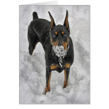 Doberman Snow Cone Card