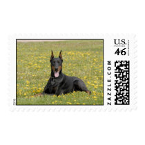 Doberman stamp stamps