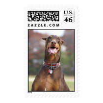 Doberman Stamp