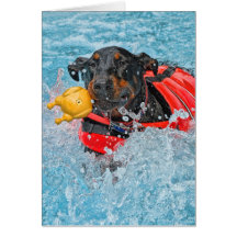 Doberman Swimming Card