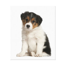 Docile Dog 24  Stretched Canvas Print