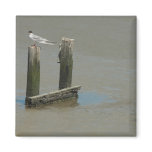 Dock in the Mud Magnet