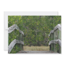 Dock leading into green mangrove stand invites