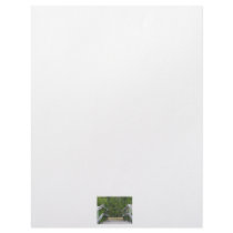 Dock leading into green mangrove stand letterhead template