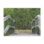 Dock leading into green mangrove stand post card