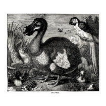 Dodo Antique Print posters